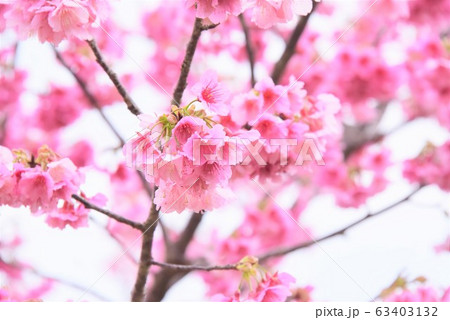緋寒桜の開花 緋寒桜の開花 63403132