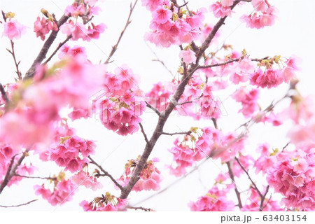 緋寒桜の開花 緋寒桜の開花 63403154