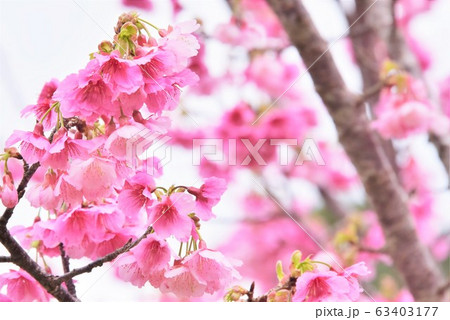 緋寒桜の開花 63403177