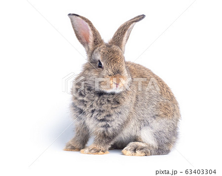 Gray cute rabbit sitting isolated on white background. 63403304
