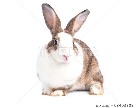 Lovely rabbit sitting isolated on white background. 63403308