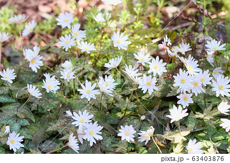 ユキワリイチゲの花 63403876