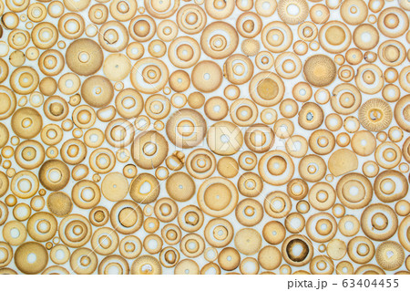 Exotic texture pattern of bamboo cross section filled with hardening enamel 63404455
