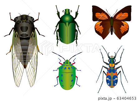 クマゼミとカナブン、ナナホシキンカメムシ、ハンミョウ、ウラギンシジミ 63404653