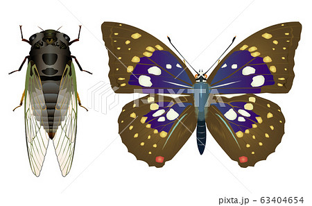 クマゼミとオオムラサキ 63404654