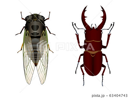 クマゼミとノコギリクワガタのイラスト素材