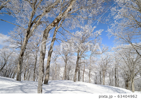 ブナ ブナ 63404962