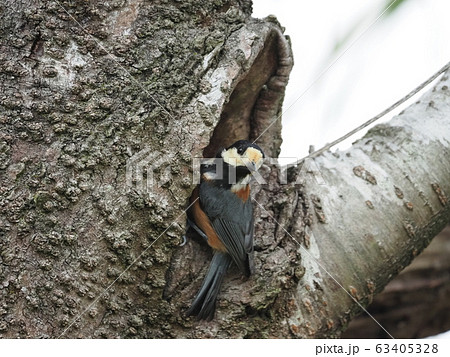 ヤマガラ・桜の木・樹洞 63405328