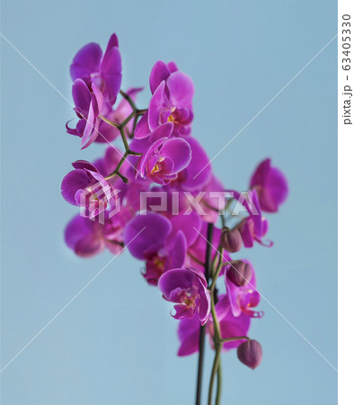 pink, wedding, orchid wedding invitation, copy pink, wedding, orchid wedding invitation, copy 63405330