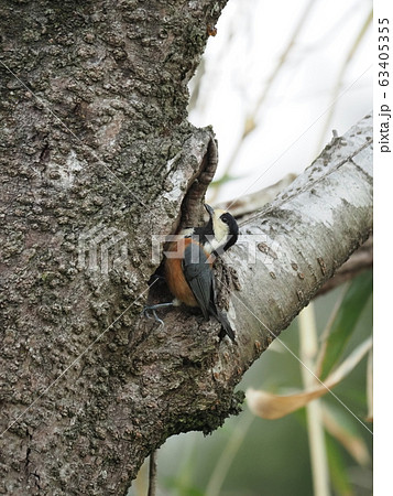 ヤマガラ・桜の木・樹洞 ヤマガラ・桜の木・樹洞 63405355