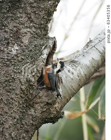 ヤマガラ・桜の木・樹洞 ヤマガラ・桜の木・樹洞 63405356