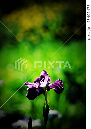 花菖蒲3 花菖蒲3 63405478