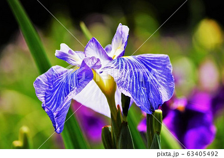 花菖蒲１７ 63405492