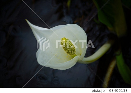 水芭蕉10 水芭蕉10 63406153