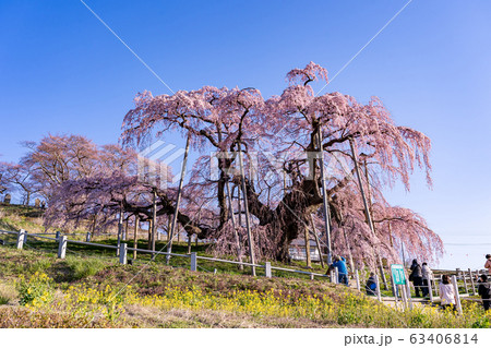 福島県　三春滝桜　写真を撮る人たち 63406814