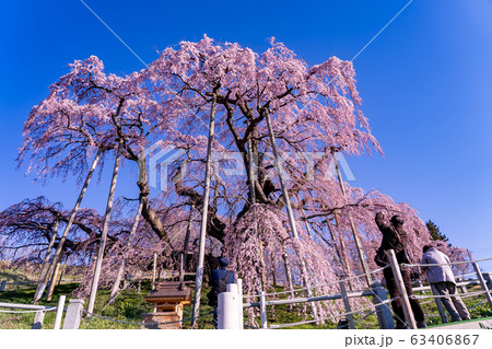 福島県 三春滝桜 写真を撮る人たち 福島県 三春滝桜 写真を撮る人たち 63406867