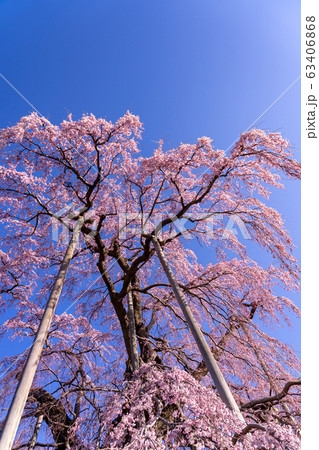福島県　三春滝桜 63406868