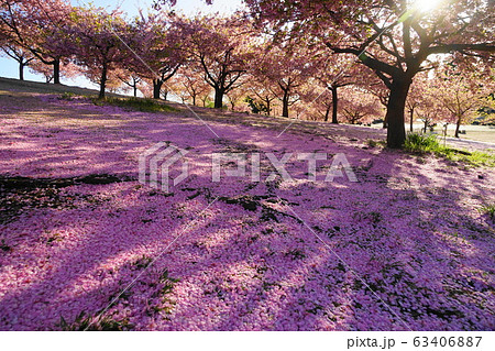 3月 伊勢崎26河津桜の丘・いせさき市民のもり公園 3月 伊勢崎26河津桜の丘・いせさき市民のもり公園 63406887