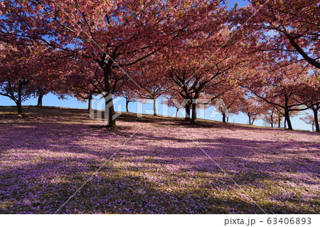 3月　伊勢崎20河津桜の丘･いせさき市民のもり公園 63406893