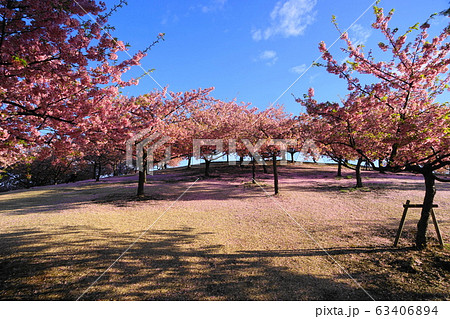 3月　伊勢崎19河津桜の丘･いせさき市民のもり公園 63406894