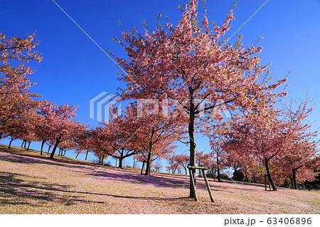 3月　伊勢崎17河津桜の丘･いせさき市民のもり公園 63406896