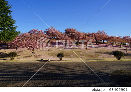 3月 伊勢崎12河津桜の丘・いせさき市民のもり公園 3月 伊勢崎12河津桜の丘・いせさき市民のもり公園 63406901