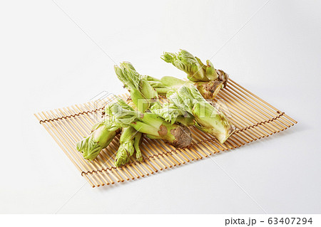 たらの芽　(Fatsia sprouts) 63407294