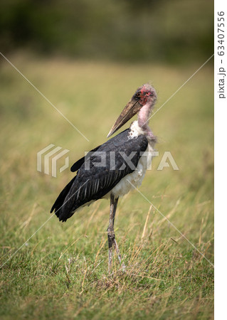 Marabou stork stands in grass turning head Marabou stork stands in grass turning head 63407556