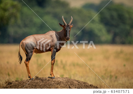 Male topi stands on mound eyeing camera Male topi stands on mound eyeing camera 63407571