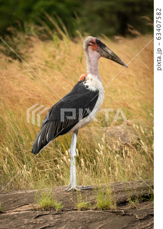 Marabou stork stands on rock in profile Marabou stork stands on rock in profile 63407582