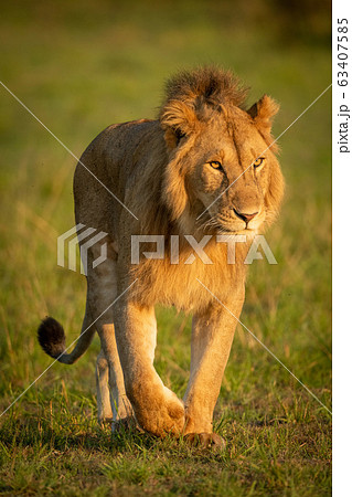 Male lion walks towards camera in grassland Male lion walks towards camera in grassland 63407585