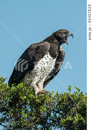 Martial eagle in leafy bush yawns widely 63407629