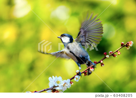 梅の花とシジュウカラの写真素材 [63408205] - PIXTA
