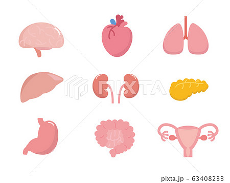 シンプルな臓器内臓のイラスト素材 63408233
