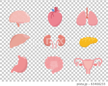 シンプルな臓器内臓のイラスト素材 63408233