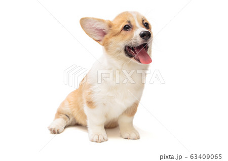 Smiling funny Pembroke Corgi puppy Smiling funny Pembroke Corgi puppy 63409065