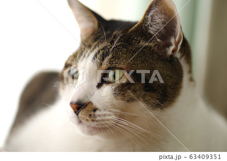 見つめる猫 見つめる猫 63409351