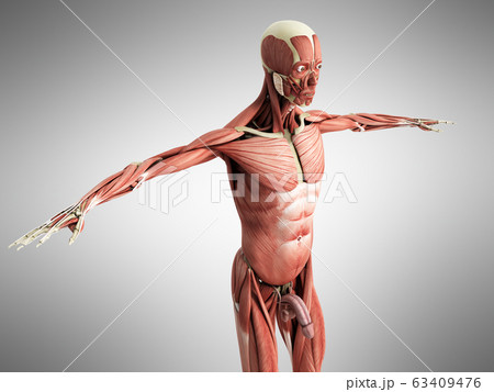 Human Muscle Anatomy 3d Render On Grey Stock Illustration 63409476 Pixta