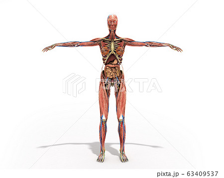A woman body for books on anatomy 3d render on 63409537