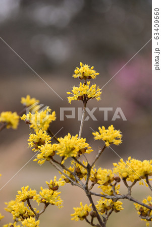 サンシュウの花 63409660