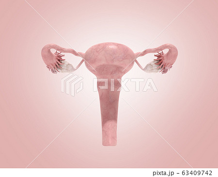 female reproductive system 3d render on pinc 63409742