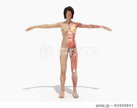 A female nude body anatomy for books 3d A female nude body anatomy for books 3d 63409841