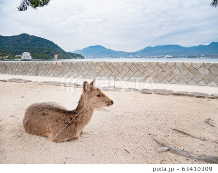 宮島の鹿、厳島 63410309