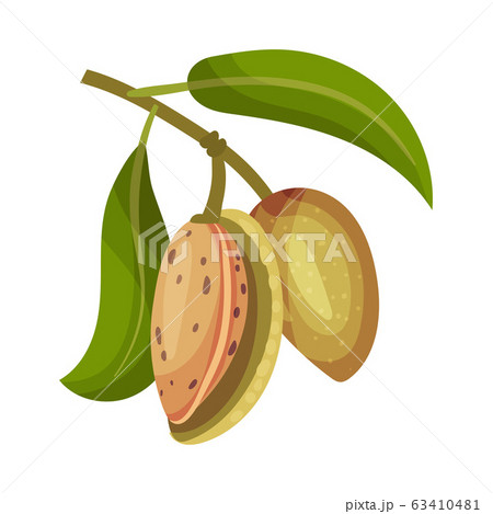 Whole Almond Nut Hanging From Tree Branch Vector Illustration. Organic Food Ingredient Whole Almond Nut Hanging From Tree Branch Vector Illustration. Organic Food Ingredient 63410481