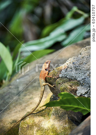 Beautiful lanscape nature in Thailand 63410707