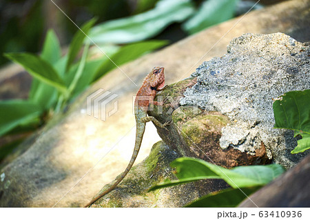 Oriental garden lizard in forest Oriental garden lizard in forest 63410936