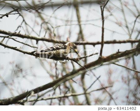 コゲラ・食べる コゲラ・食べる 63411402