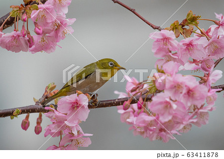 メジロと桜 メジロと桜 63411878