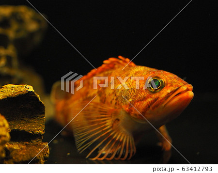 ユメカサゴ 63412793