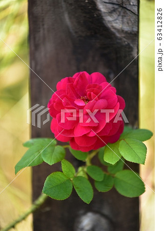 木の柵を背景にバラの花 赤い薔薇の花の写真素材